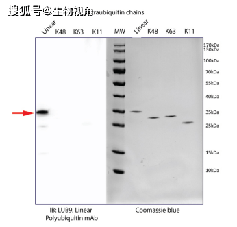 [干冰]线性多聚泛素单克隆抗体(克隆LUB9)助力炎症和免疫反应研究
