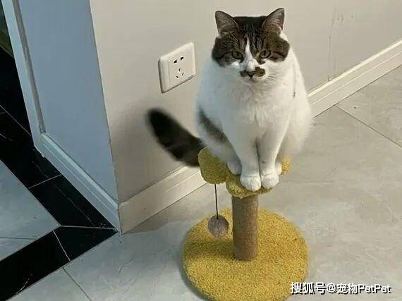 铲屎官买爬架不慎翻车,猫主子站上直呼离谱:说好的豪宅呢?