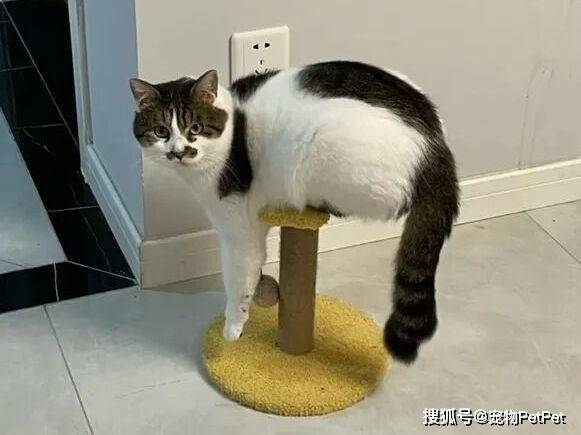 铲屎官买爬架不慎翻车,猫主子站上直呼离谱:说好的豪宅呢?