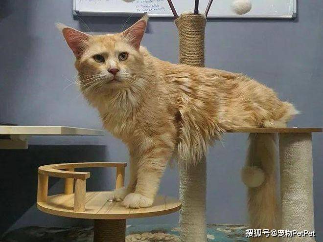 铲屎官买爬架不慎翻车,猫主子站上直呼离谱:说好的豪宅呢?