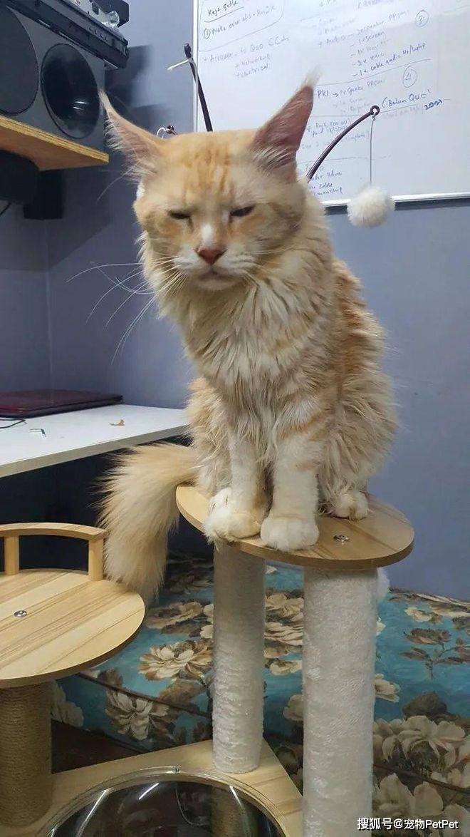 铲屎官买爬架不慎翻车,猫主子站上直呼离谱:说好的豪宅呢?