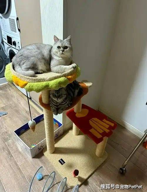 铲屎官买爬架不慎翻车,猫主子站上直呼离谱:说好的豪宅呢?