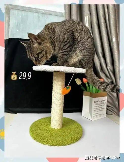 铲屎官买爬架不慎翻车,猫主子站上直呼离谱:说好的豪宅呢?