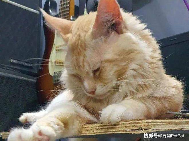 铲屎官买爬架不慎翻车,猫主子站上直呼离谱:说好的豪宅呢?