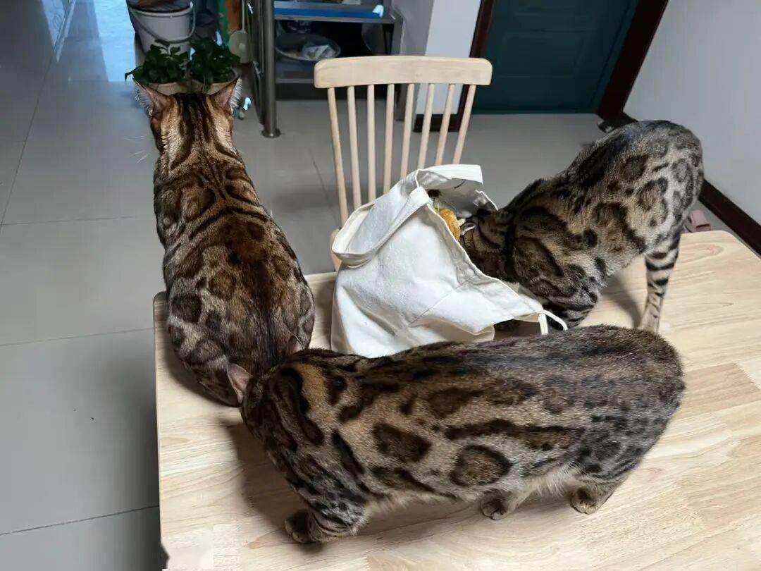 116元买了一摊屎