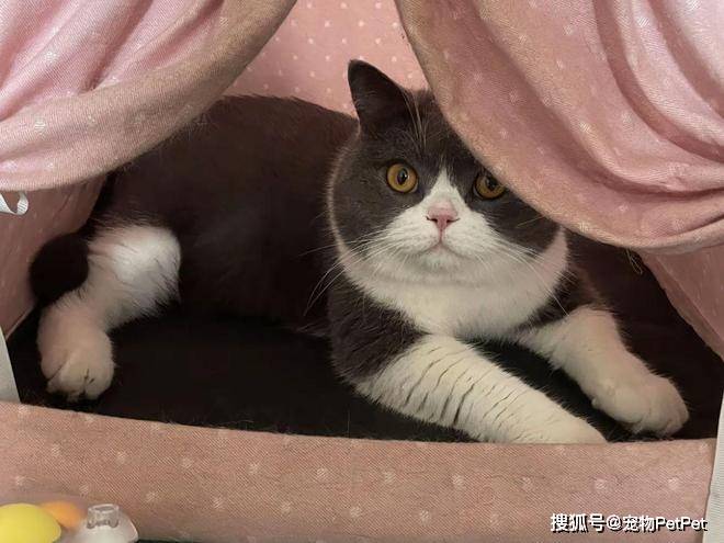 铲屎官为买手机，安排猫咪上岗赚钱：养猫千日，用猫一时！