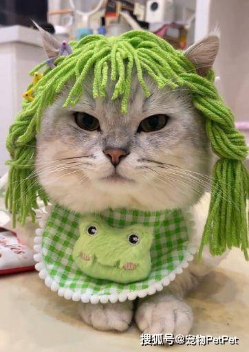 铲屎官为买手机，安排猫咪上岗赚钱：养猫千日，用猫一时！