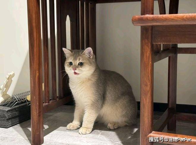 铲屎官为买手机，安排猫咪上岗赚钱：养猫千日，用猫一时！