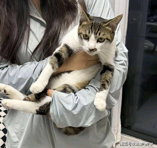 铲屎官为买手机，安排猫咪上岗赚钱：养猫千日，用猫一时！