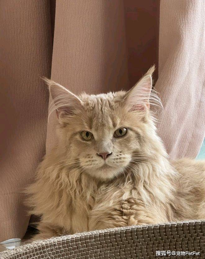 铲屎官为买手机，安排猫咪上岗赚钱：养猫千日，用猫一时！