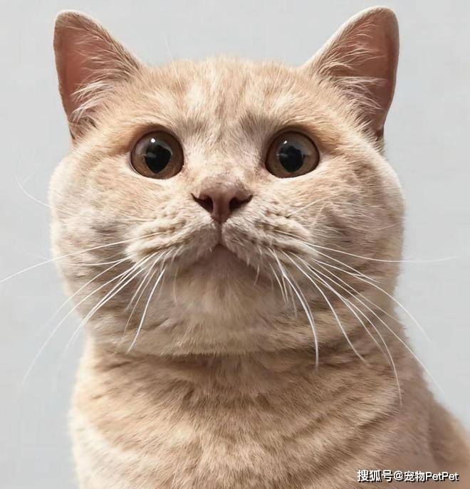 铲屎官为买手机，安排猫咪上岗赚钱：养猫千日，用猫一时！