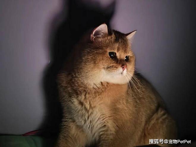 铲屎官为买手机，安排猫咪上岗赚钱：养猫千日，用猫一时！