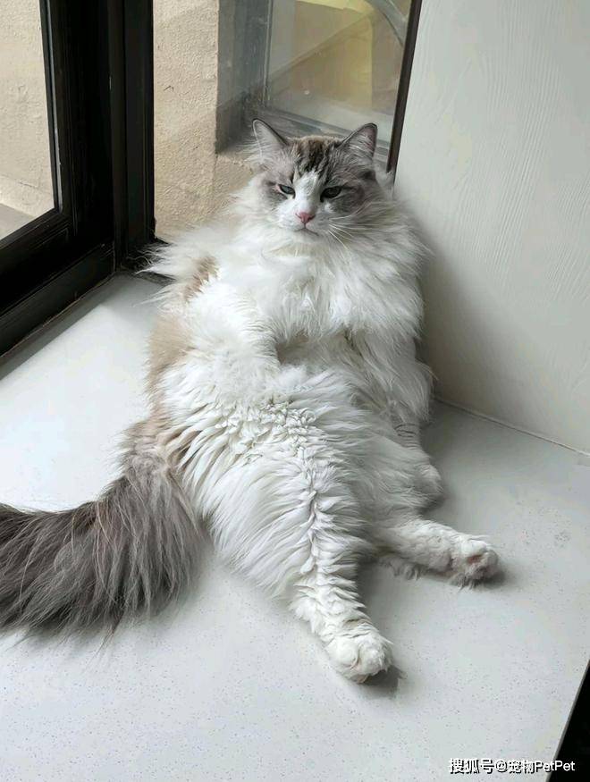 铲屎官为买手机，安排猫咪上岗赚钱：养猫千日，用猫一时！