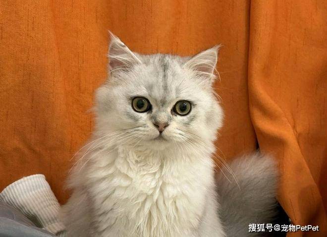 铲屎官为买手机，安排猫咪上岗赚钱：养猫千日，用猫一时！