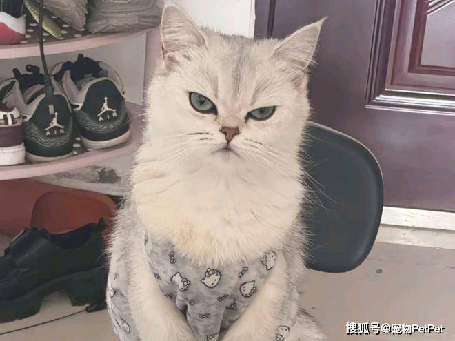 铲屎官为买手机，安排猫咪上岗赚钱：养猫千日，用猫一时！