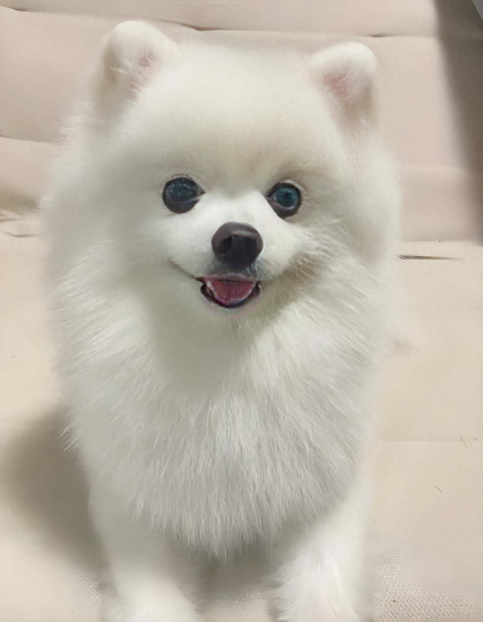 铲屎官看过来!双十一买什么狗粮合适?